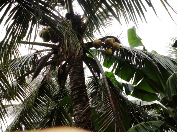 베트남 남부지역이면 어디서나 쉽게 볼 수 있는 야자나무에 코코넛이 가득 열려 있다.