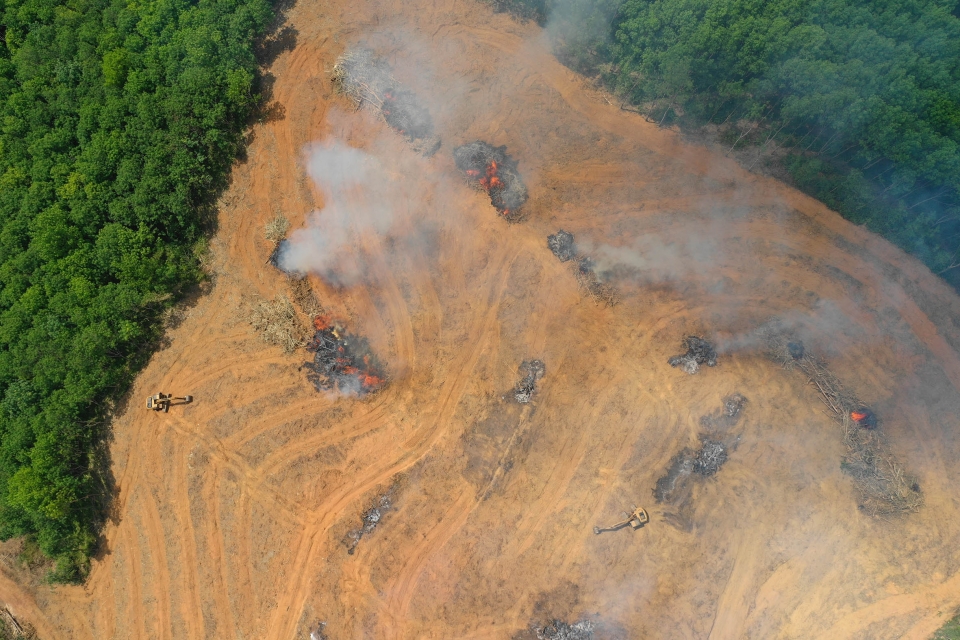 팜나무 재배 농지 확보를 목적으로 불타 사라지는 열대 우림 (이미지 제공: 셔터스톡)